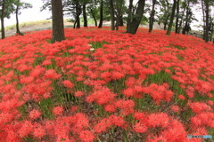 彼岸花  