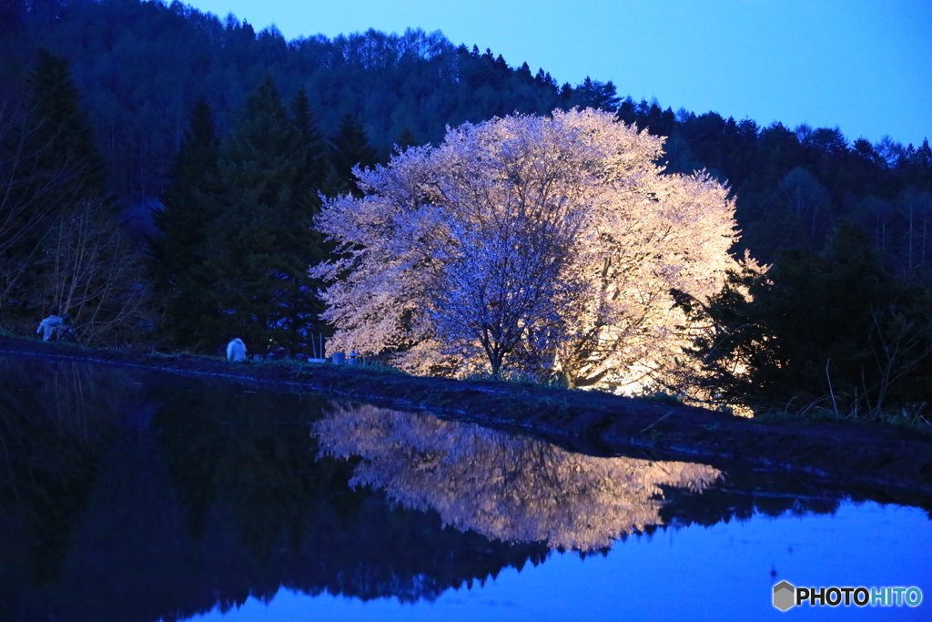 天王桜