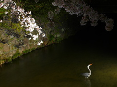 祇園白川　ライトアップ