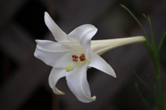 庭に咲く百合の花