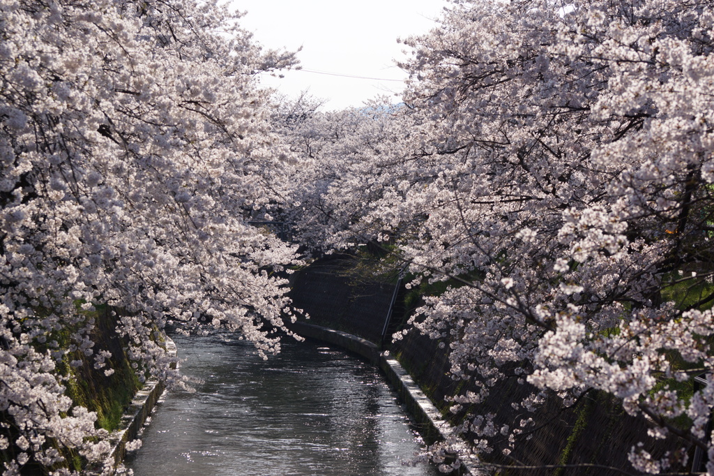 岸渡川堤