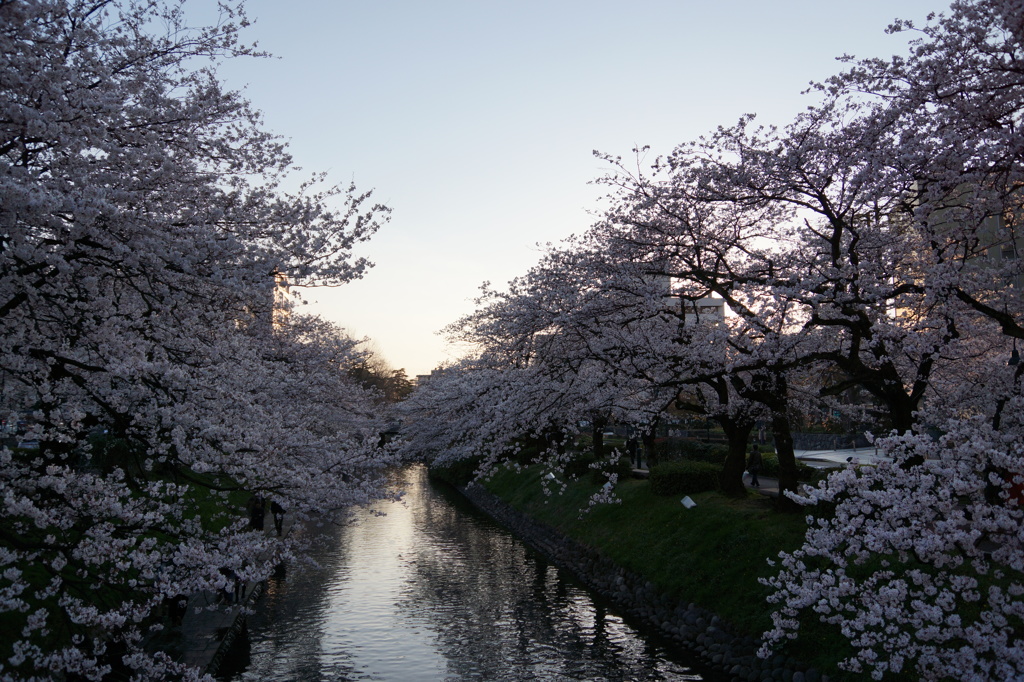 夕暮れ桜！