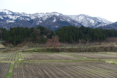 向野の一本桜