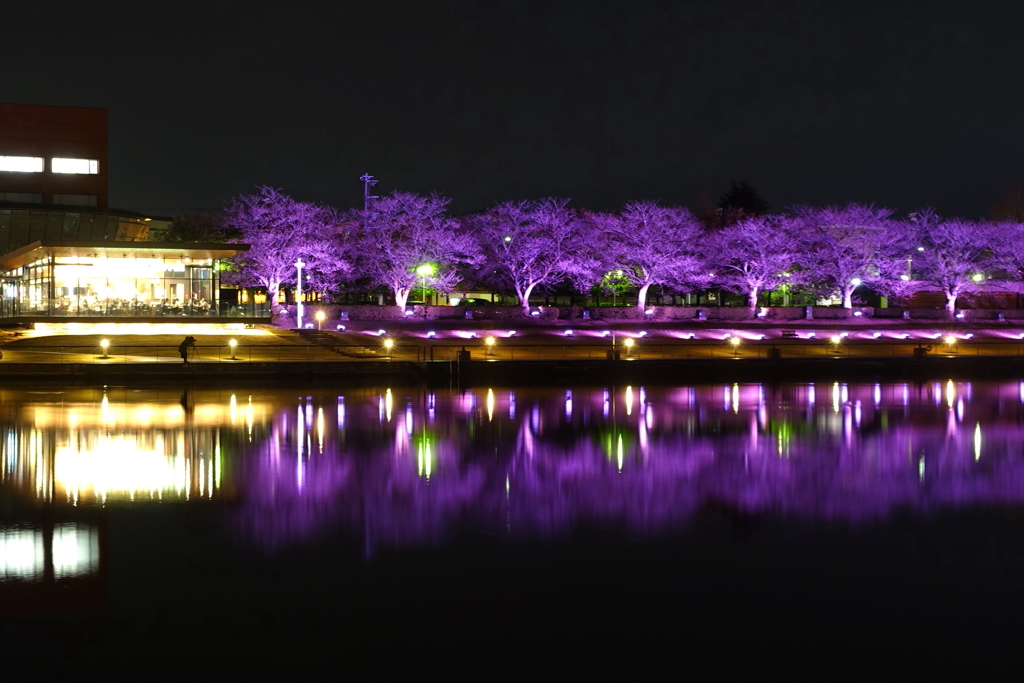 桜