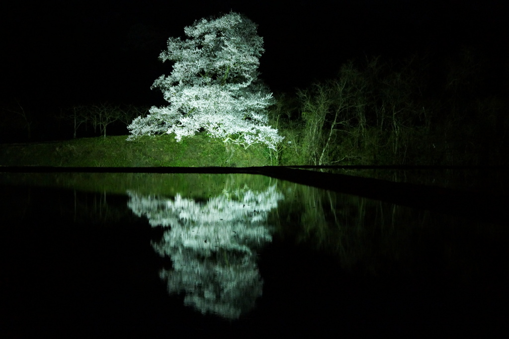 向野一本桜 