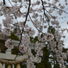 境内の桜