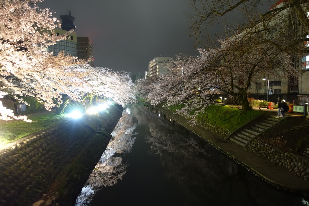 松川べりの桜