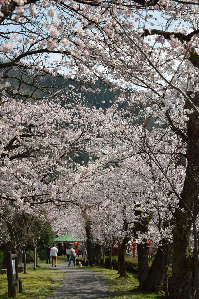 桜のトンネル