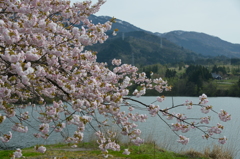 八重桜