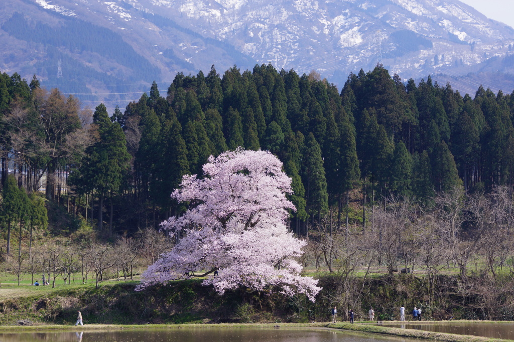 向野一本桜