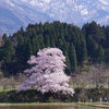 向野一本桜