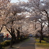 庄川水記念公園