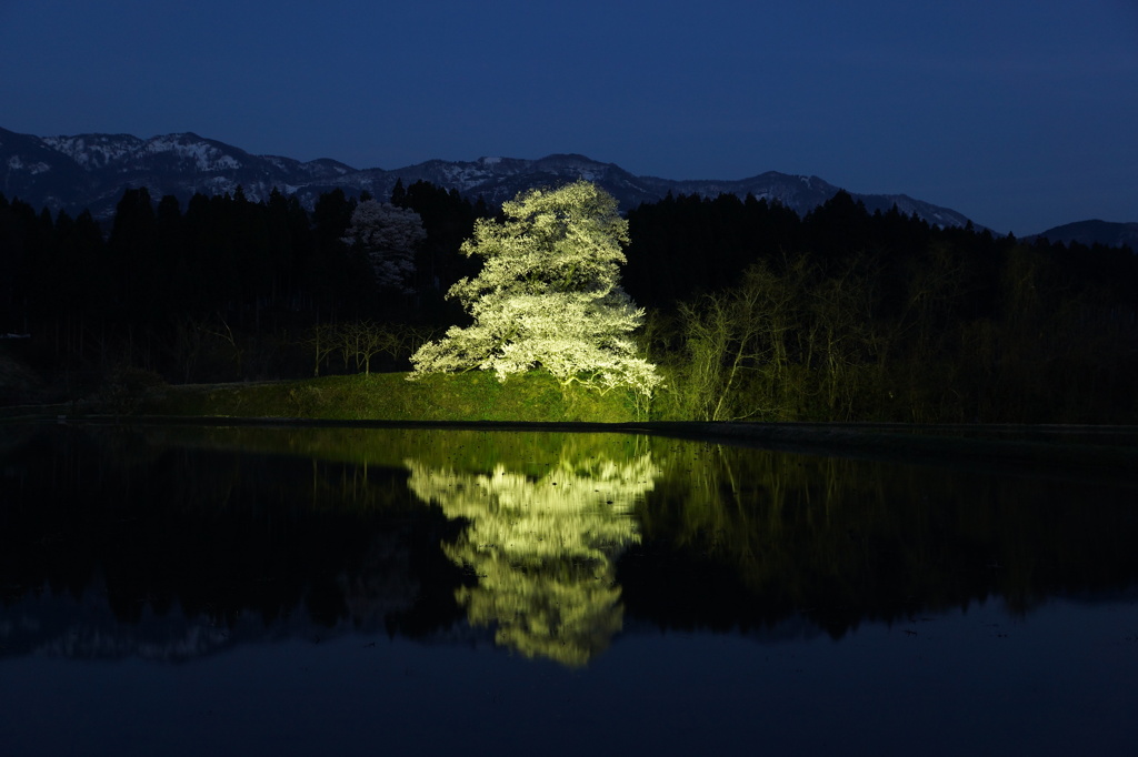 向野一本桜