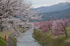 大門川の桜