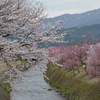 大門川の桜