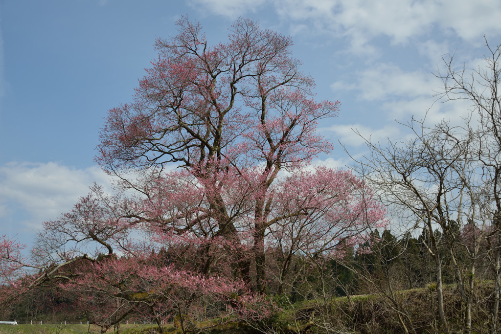 一本桜