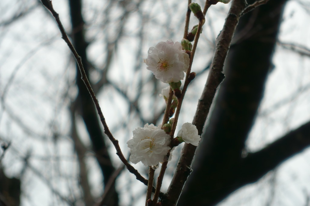 季節はずれの桜