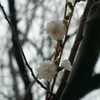 季節はずれの桜