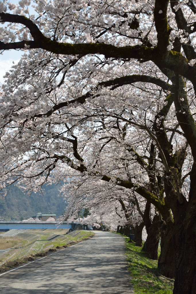 桜満開