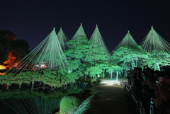 兼六園ライトアップ秋の段 唐崎松