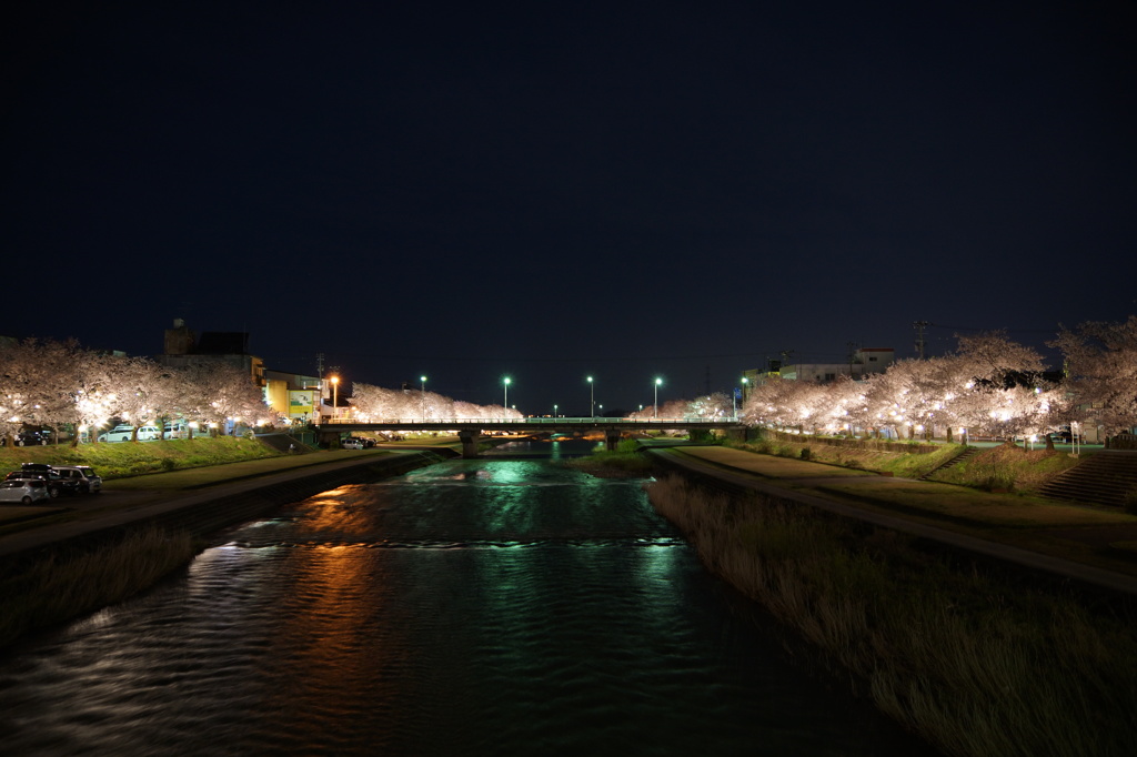 小矢部川公園千本桜