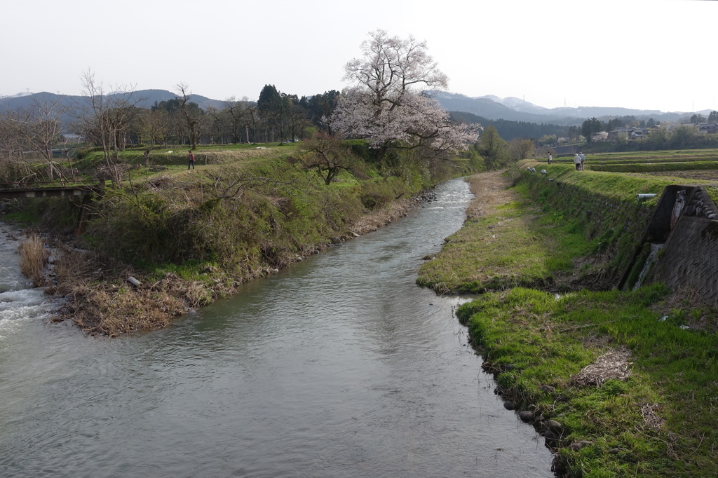 向野の一本桜