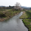 向野の一本桜