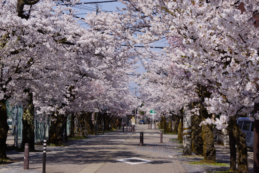 桜のトンネル(^^)