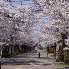 桜のトンネル(^^)