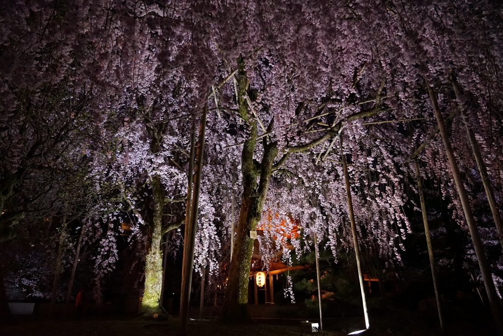 しだれ桜