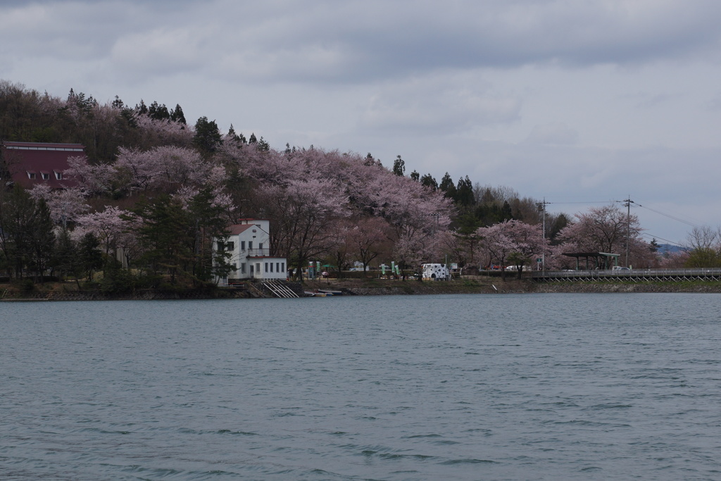 まだ桜咲いてた(^^)