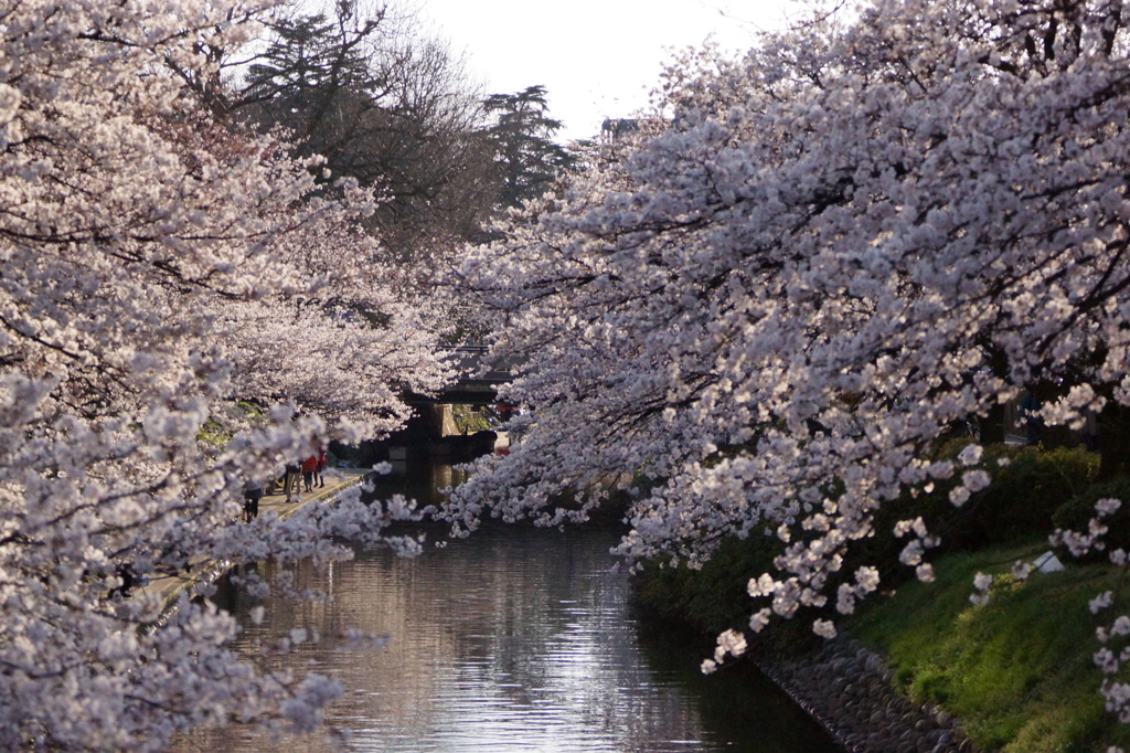 桜さいたよ！