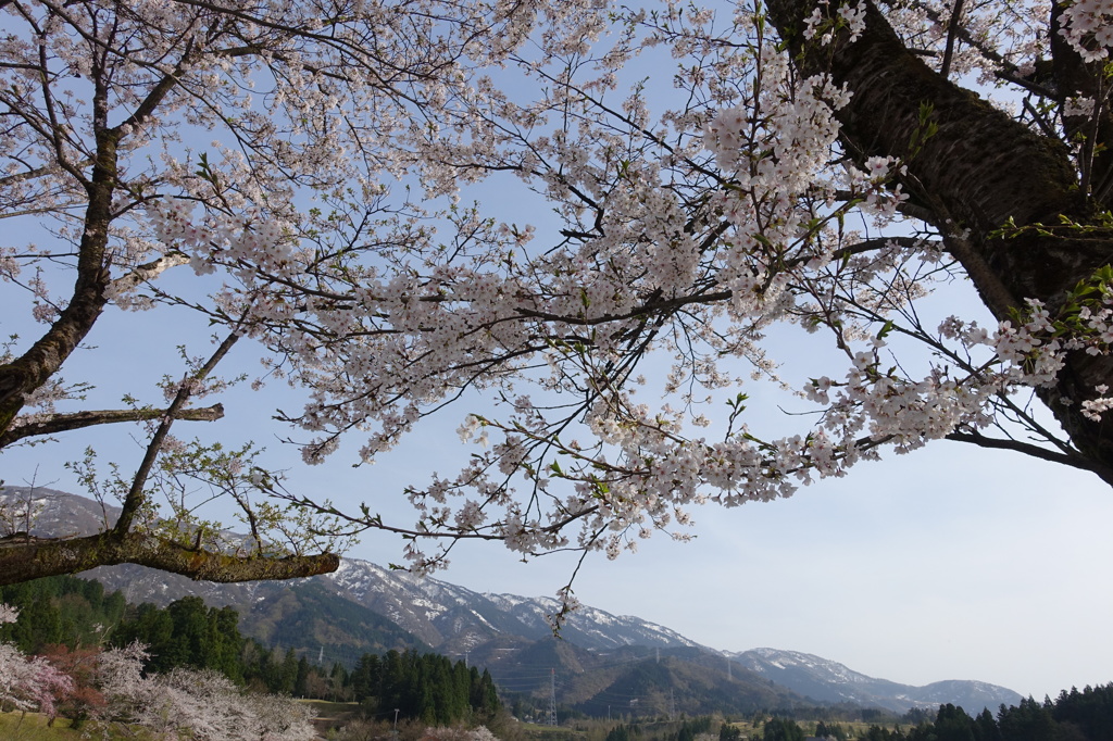 富山の桜