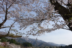 富山の桜