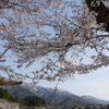 富山の桜