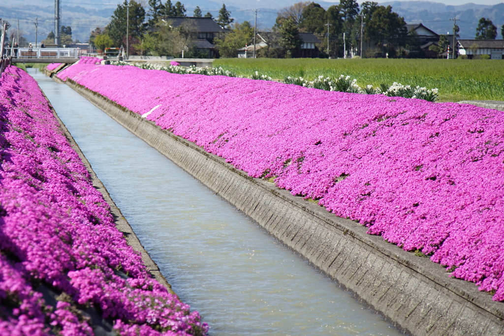 芝桜