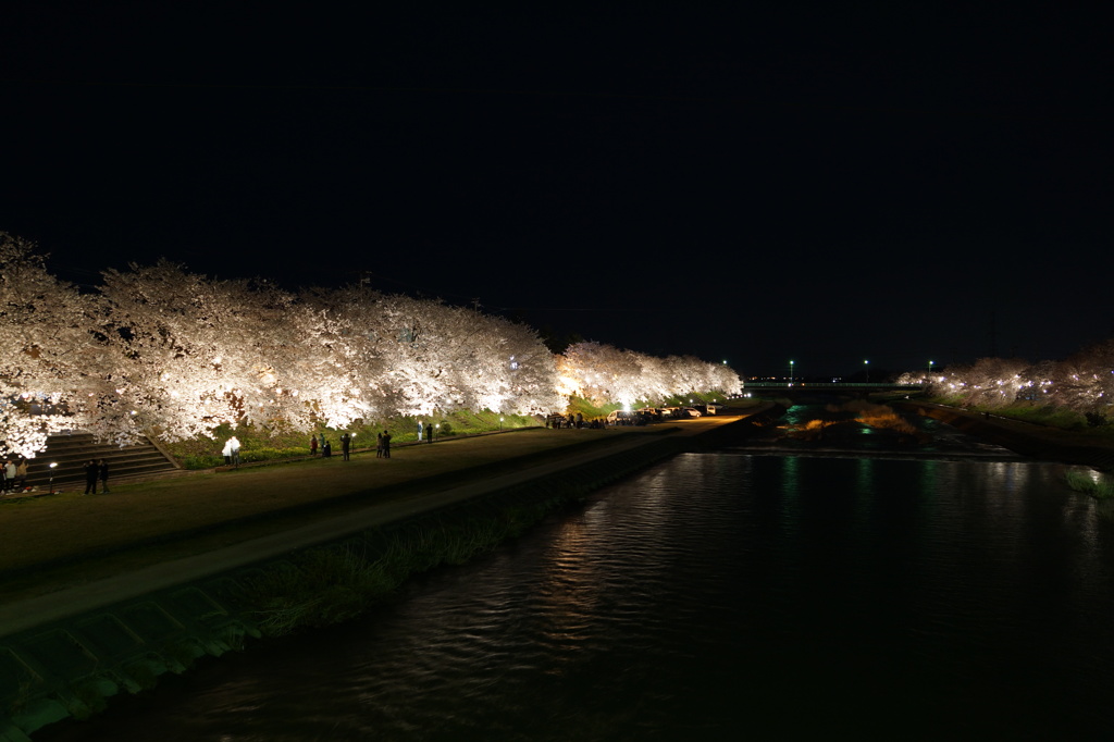 小矢部川公園千本桜