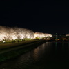 小矢部川公園千本桜