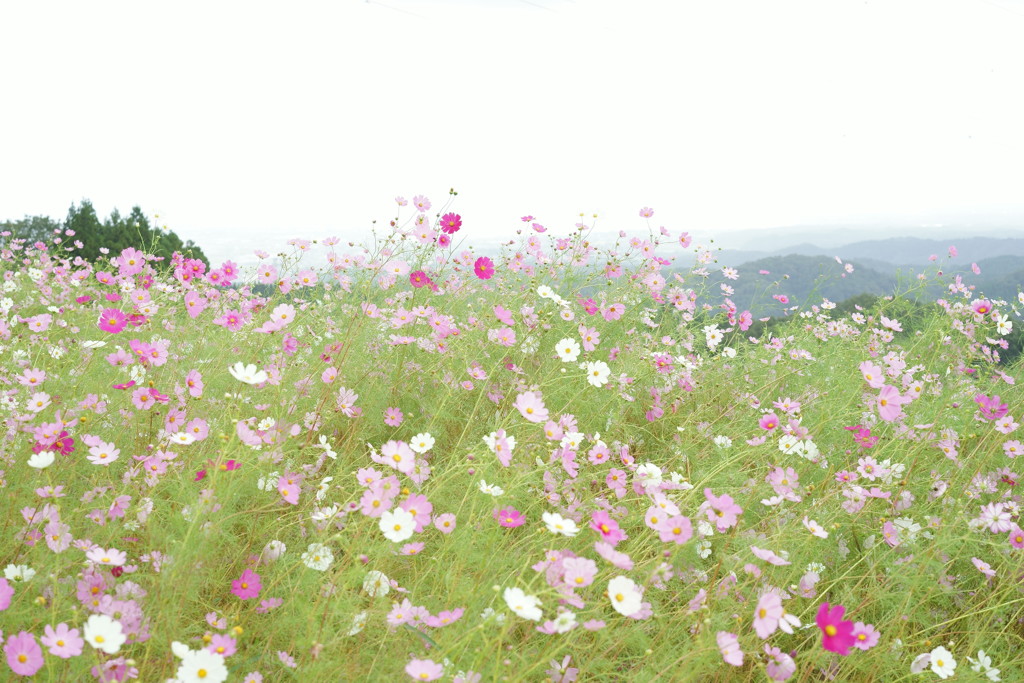 となみ夢の平コスモスウォッチング