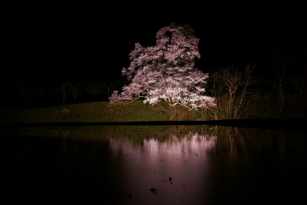 向野の一本桜