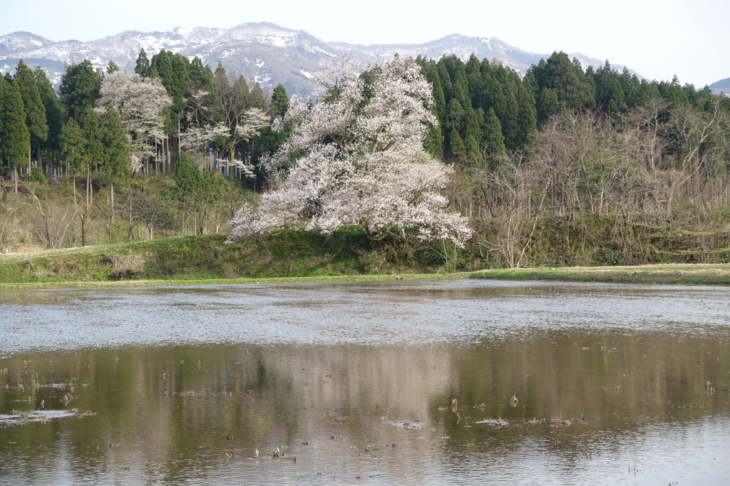 向野一本桜