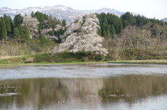 向野一本桜