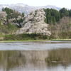 向野一本桜