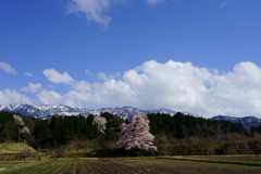 向野の一本桜