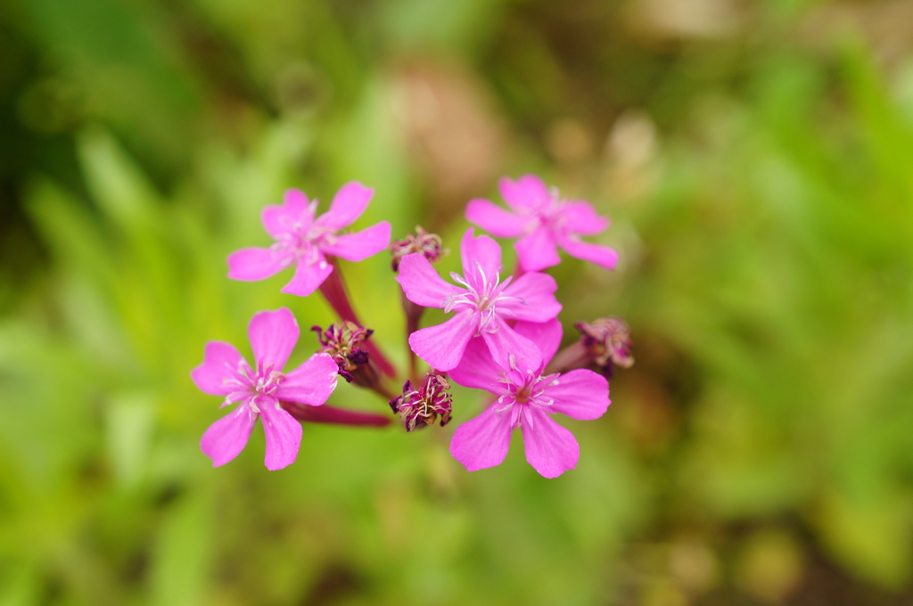 名前のわからないピンク色の花