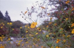 35－A31