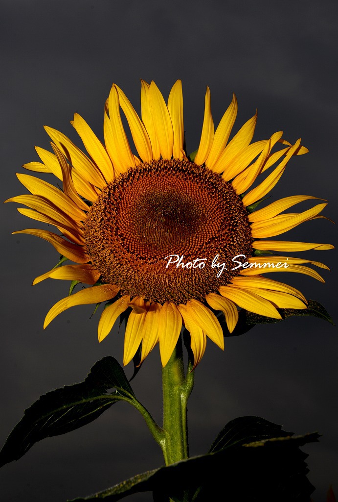 Sunflower in the darkness