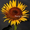 Sunflower in the darkness