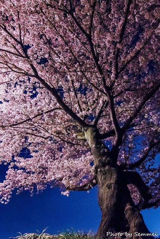 夜桜