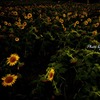 Sunflower in the darkness